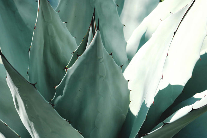 Aloe Vera Benefits For Hair